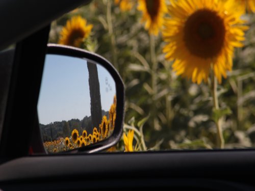 Außenspiegel und Sonnenblumen. 