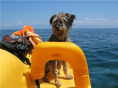 Unser Hund Sam auf einem kleinen Tretboot. 