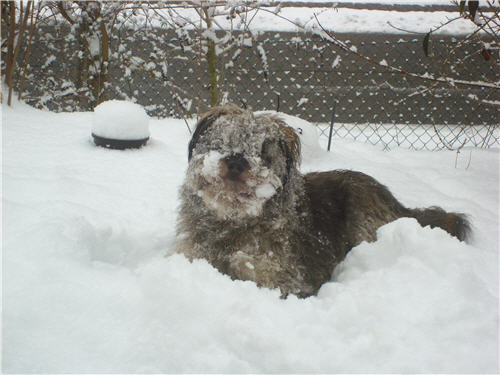 Das Bild zeigt unseren Hund Sam im tiefen Schnee. 